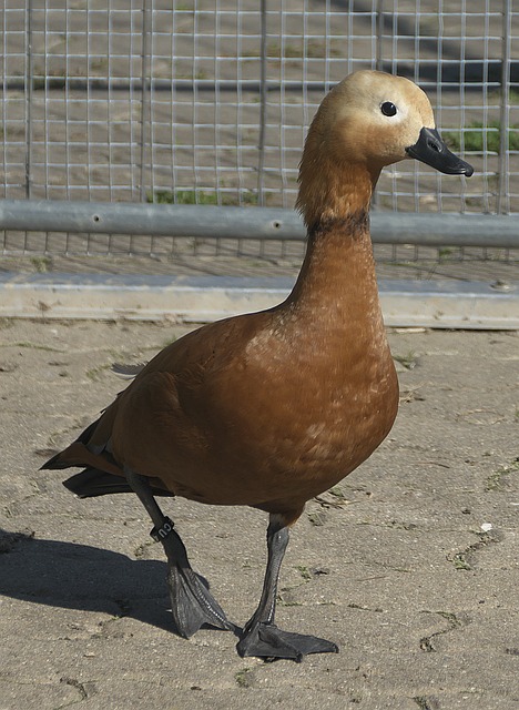 与明确的